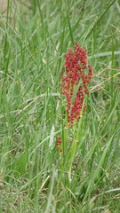 Rumex paucifolius