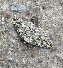 Cleorodes lichenaria