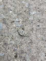 Cleorodes lichenaria