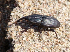 Sphenophorus pertinax