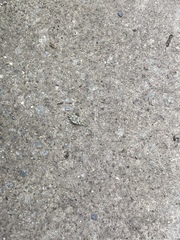 Cleorodes lichenaria