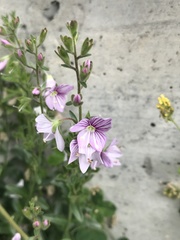 Veronica fruticulosa