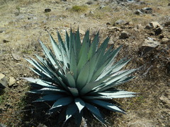 Agave applanata