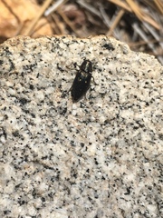 Phaenops