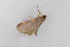 Hypsopygia binodulalis