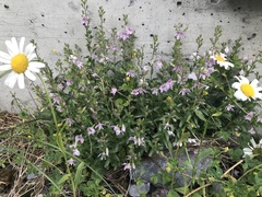 Veronica fruticulosa