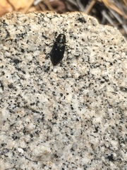 Phaenops