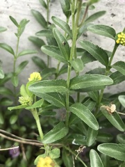 Veronica fruticulosa