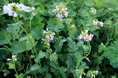 Cardamine raphanifolia acris