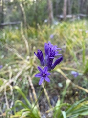 Dichelostemma