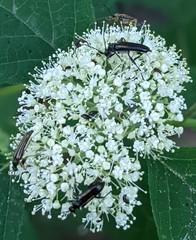 Strangalepta abbreviata