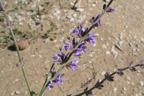 Image of Salvia virgata by (c) Edmundas Greimas, some rights reserved (CC BY)