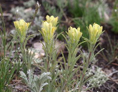 Castilleja lineata