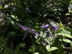 Clematis occidentalis dissecta