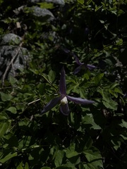 Clematis occidentalis dissecta