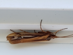 Limnephilus ornatus