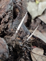 Xylaria