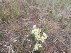 Satyrium semiluna