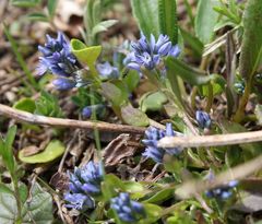 Polygala alpestris