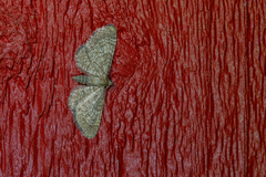 Eupithecia plumbeolata