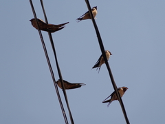Hirundo rustica