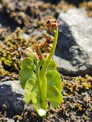 Botrychium lunaria image