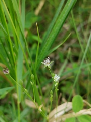 Stellaria alsine