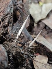 Xylaria