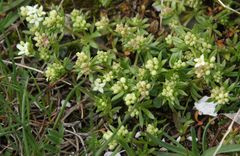 Galium tendae
