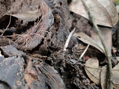 Xylaria