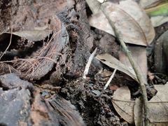Xylaria
