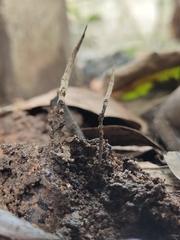 Xylaria
