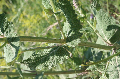 Image of Salvia virgata by (c) Edmundas Greimas, some rights reserved (CC BY)