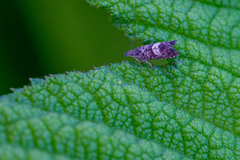 Dichrorampha agilana