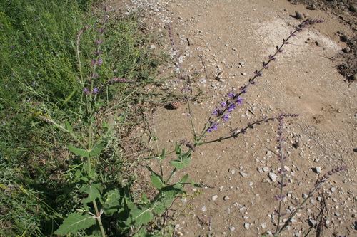 Image of Salvia virgata by (c) Edmundas Greimas, some rights reserved (CC BY)