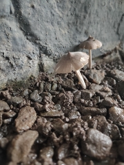 Termitomyces