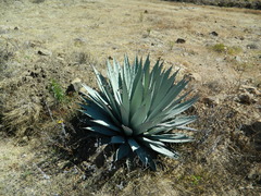 Agave applanata