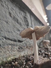 Termitomyces