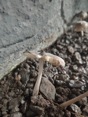 Termitomyces