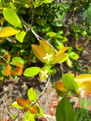 Ixoroideae