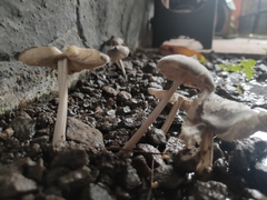 Termitomyces