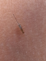 Megastigmus aculeatus