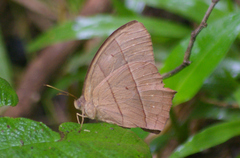 Taygetis rufomarginata