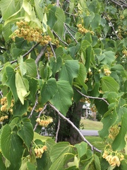 Tilia americana