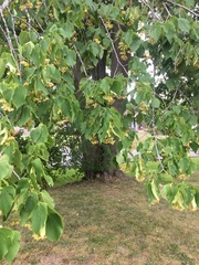 Tilia americana