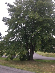 Tilia americana