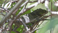 Anolis luteogularis