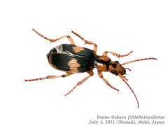 Pheropsophus jessoensis