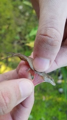Anolis fuscoauratus