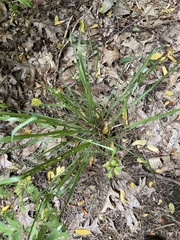 Oryzopsis asperifolia